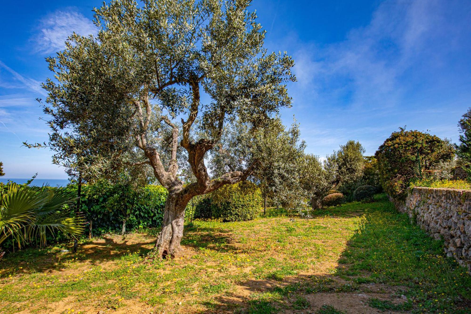Il Cottage Di Villa Sveva, Splendida Vista Mare Porto Santo Stefano  Extérieur photo